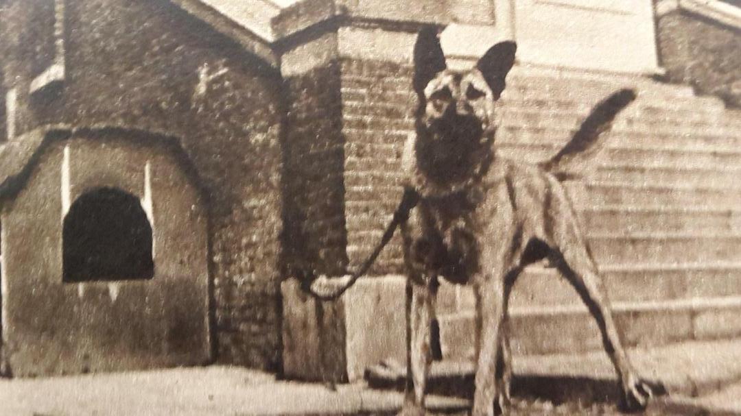 Foto onderschrift: Een uniek plaatje uit 1946: Turk, de valse kettinghond